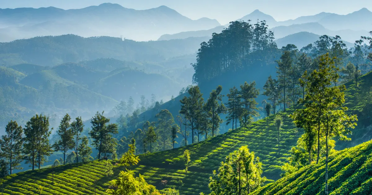 The Nilgiris